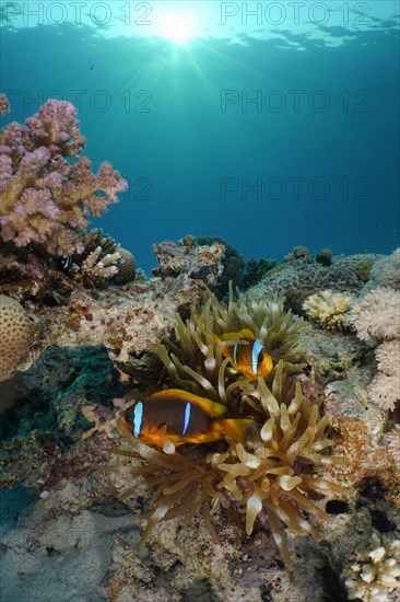 Pair of red sea clownfish