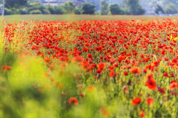 Poppy field