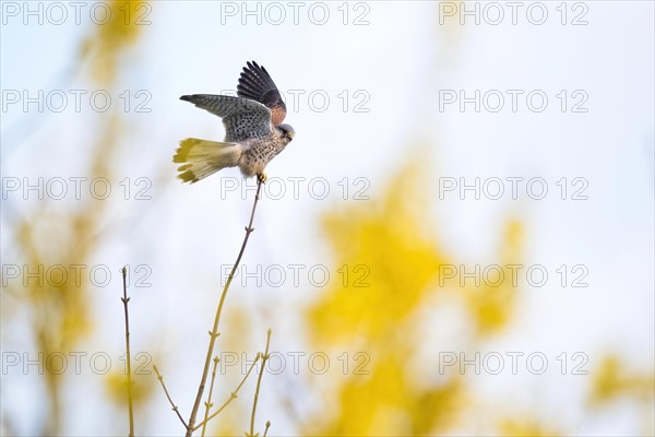 Common kestrel