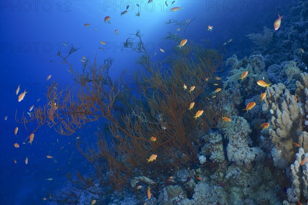 Black bushy black coral