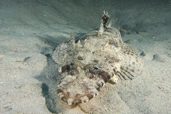 Portrait of tentacled flathead