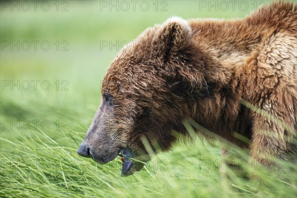 Coastal brown bear