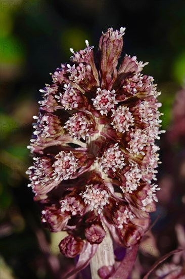 Butterbur