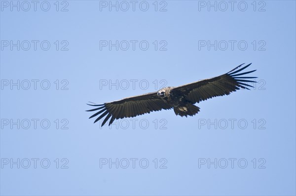 Cinereous vulture