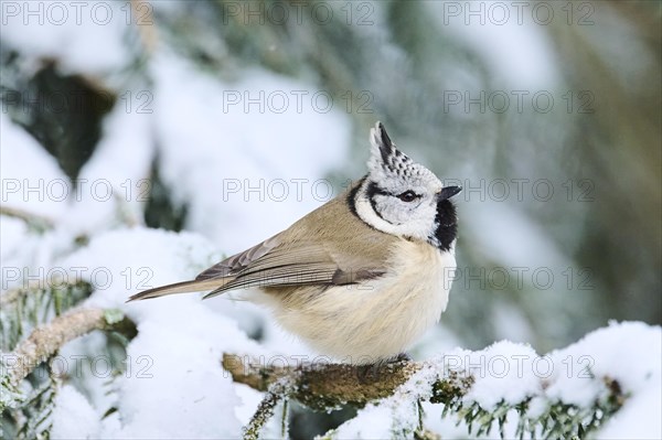 European crested tit