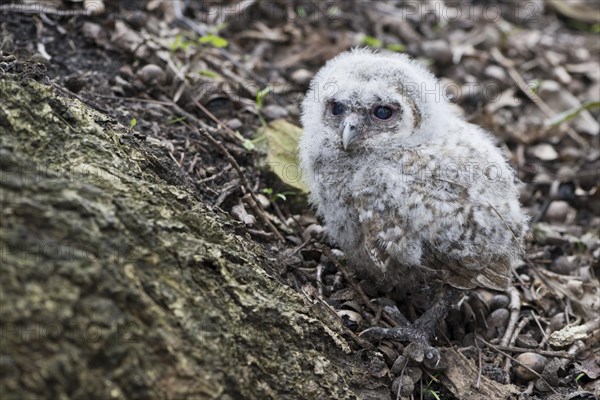 Young Tawny Owl