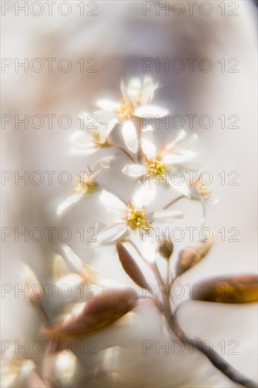 Flowering branch of a weeping pear