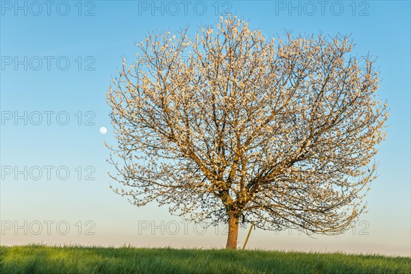 Apple tree in bloom in meadow at full moonrise at dusk. Alsace