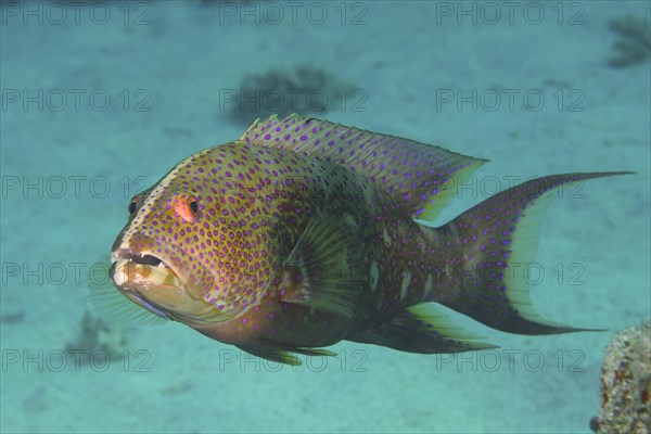 Close-up of yellow-edged lyretail