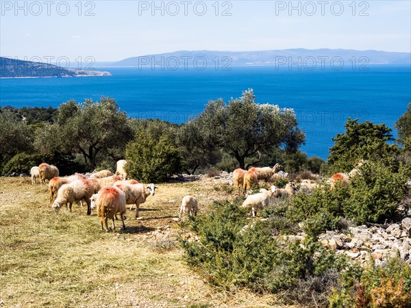 Sheep in an olive grove