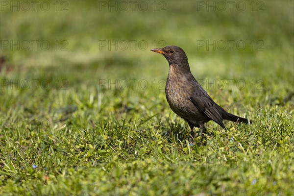 Blackbird