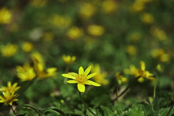 Lesser Celandine