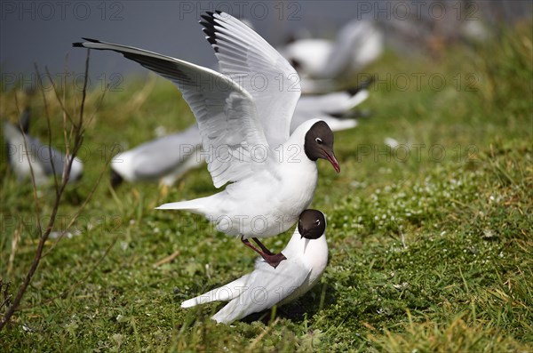 Black-headed Gulls