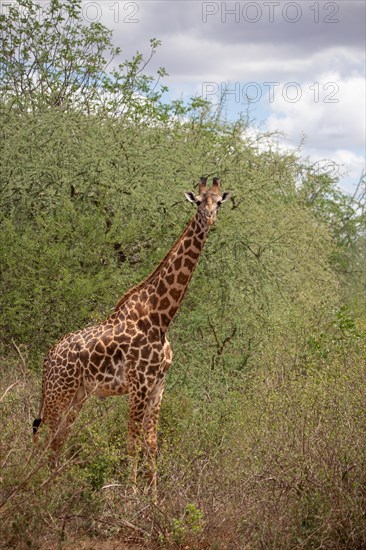 Giraffe