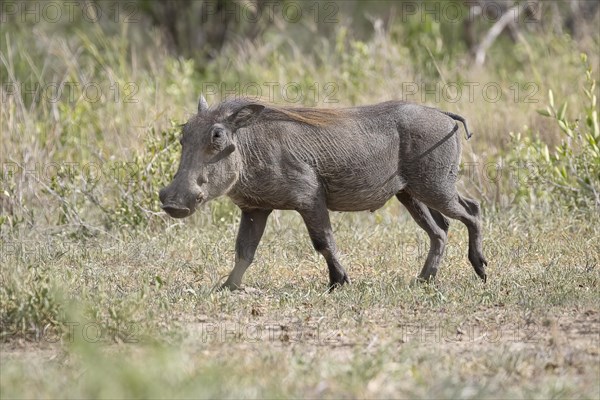 Common warthog