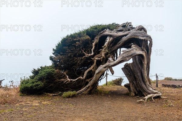 Sabinar tree twisted by the wind on the southwest coast of El Hierro. Canary Islands