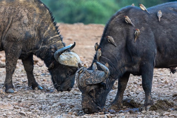 African buffalo