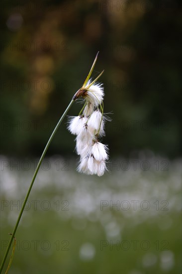 Common cottongrass