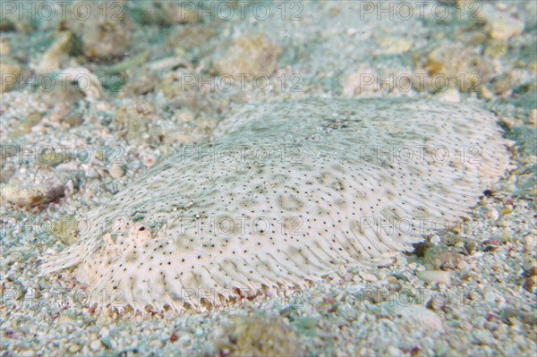 Well camouflaged finless sole