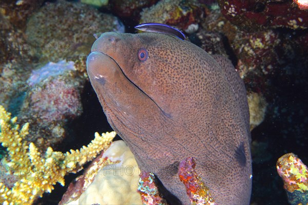 Close-up of giant moray