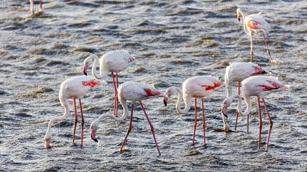 Flamingos