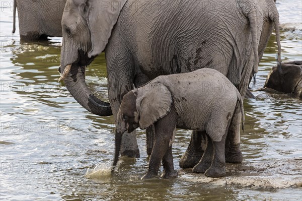 African elephants