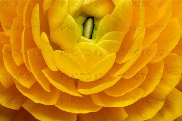 Yellow persian buttercup