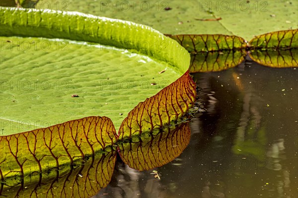 Water Lily typical of the Amazon