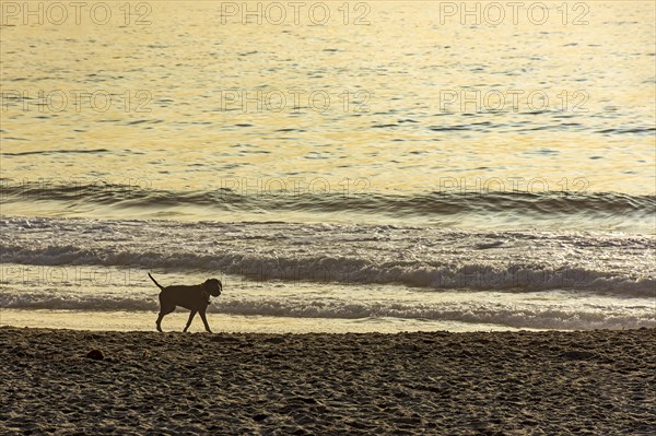 Dog walking on the sands of Ipanema beach