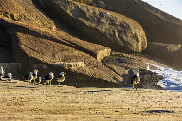 Seagulls resting on the sand in front of the sea of Ipanema beach in Rio de Janeiro at dawn