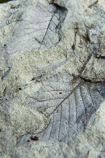 Leaf print fossilised in clay