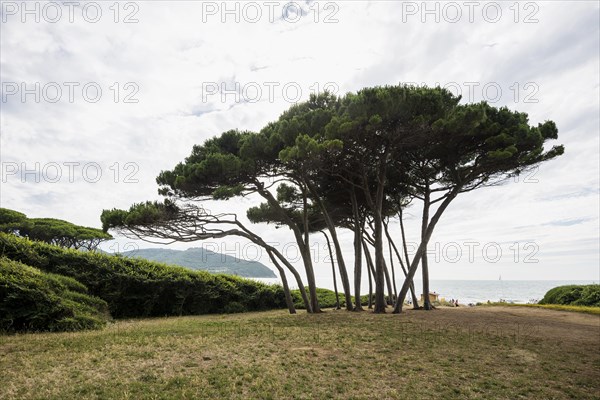 Beach and old pine trees