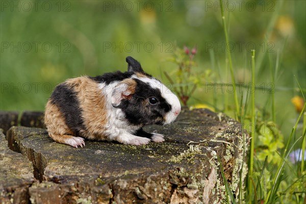 Guinea Pig pigs