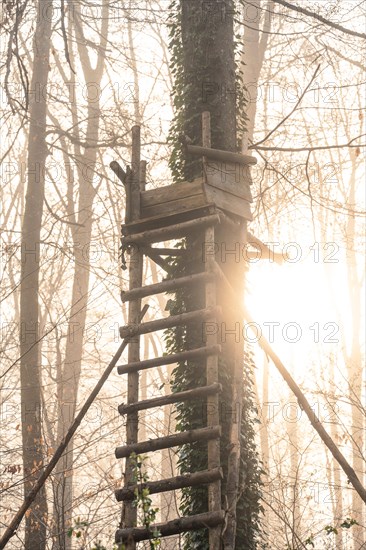 High seat on tree in sunrise