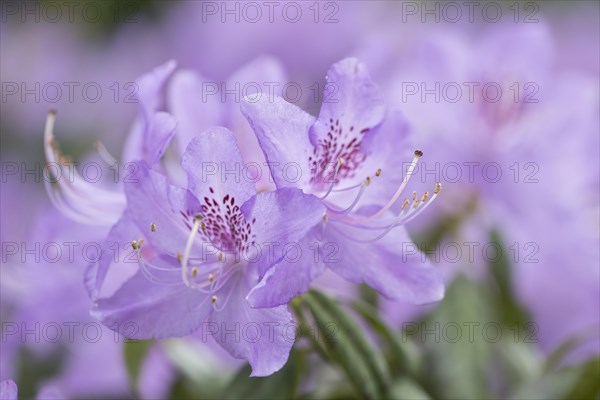 Rhododendron flower