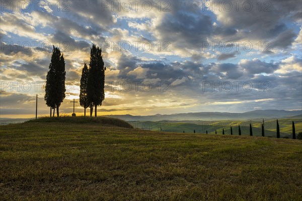 Cypresses