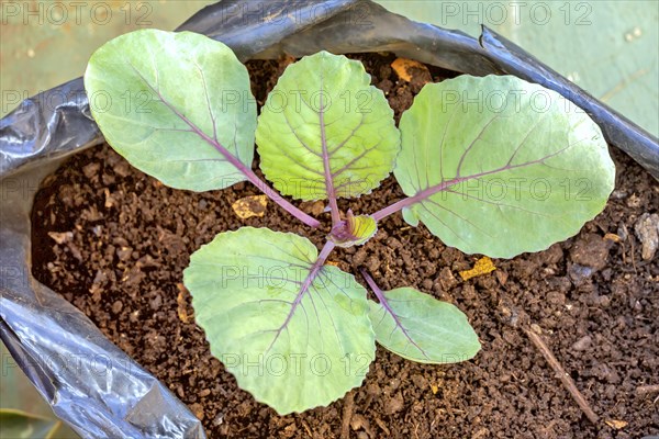 The red cabbage