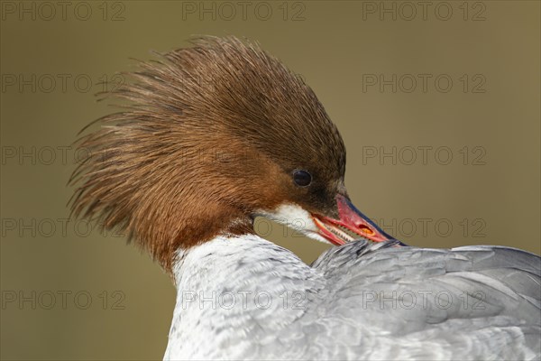 Goosander