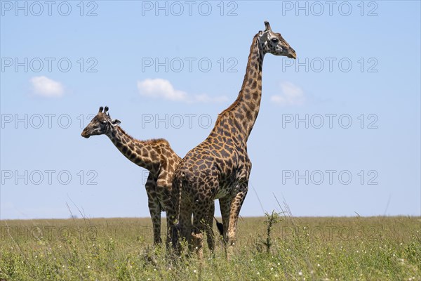 Masai giraffe