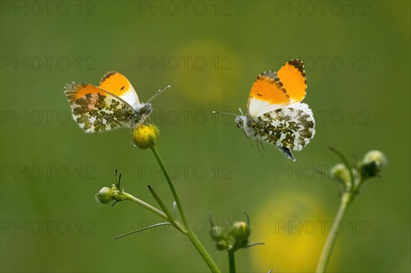 Two orange tip