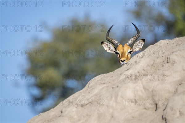 Impala buck head behind a termite mount. Only his head with antlers shows. Hiding his body. Kwando River