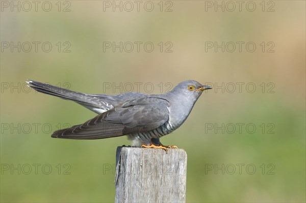 Common cuckoo