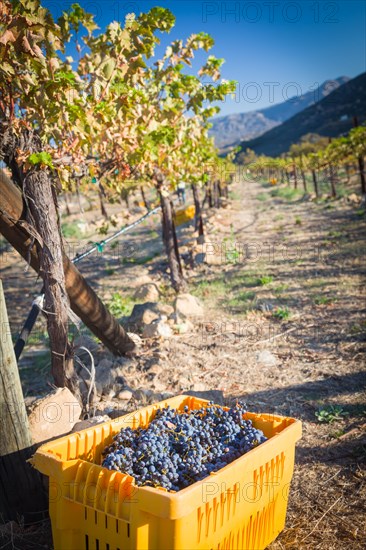 Grape bushels in crates during vineyard harvest