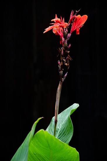 Indian flower cane