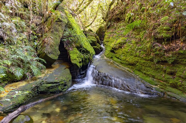 River running through the rainforest vegetation in Carrancas