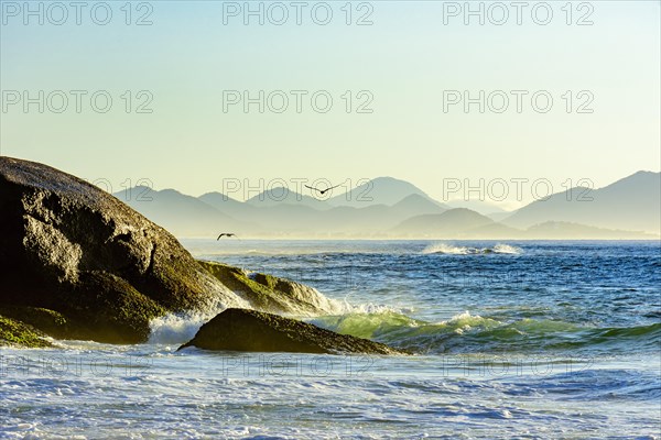 Seagull flying at dawn over the sea and the rocks of Ipanema in Rio de Janeiro