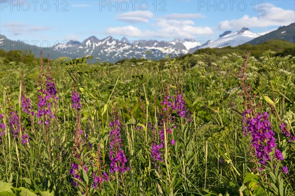 Fireweed