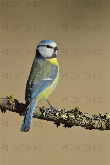 Blue Tit