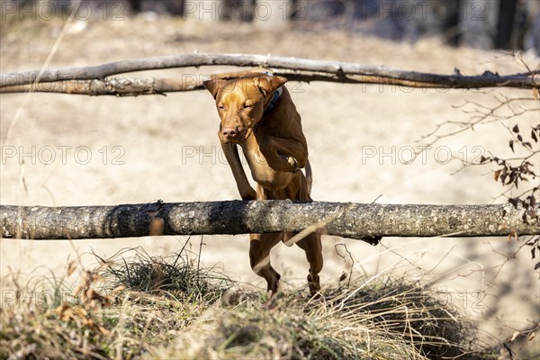 Roevidszoru Magyar Vizsla