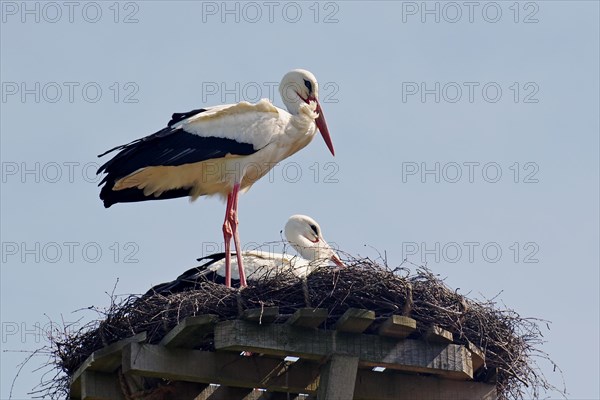 Storks on eyrie